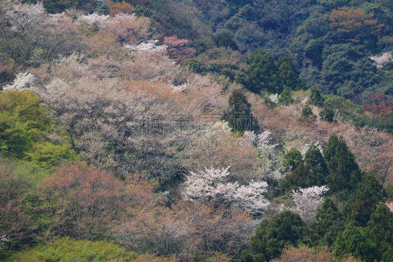 岚山,山,日本,京都市,樱花,katsura,自然,美,水平画幅,地形