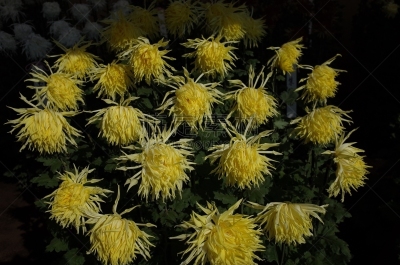 黄色,菊花,江户时代,传统,清新,仅一朵花,枝繁叶茂,自然美,植物,户外