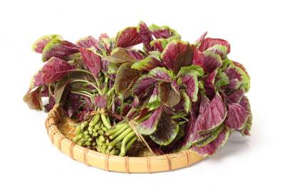 白色背景,苋属植物,蔬菜,草本,菠菜,季节,清新,健康食物,食品,图像