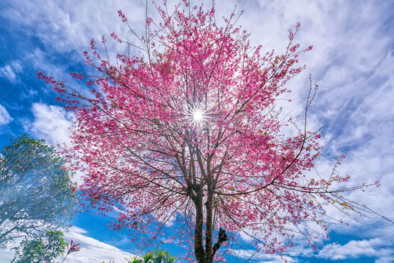 樱桃,阳光光束,花朵,杏树,天空,水平画幅,云,樱花,无人,艺术品