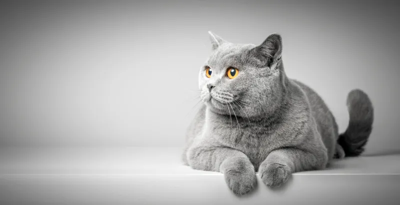 短毛猫 短毛猫图片 短毛猫素材下载 稿定素材 短毛猫 短毛猫图片 短毛猫素材下载 稿定素材