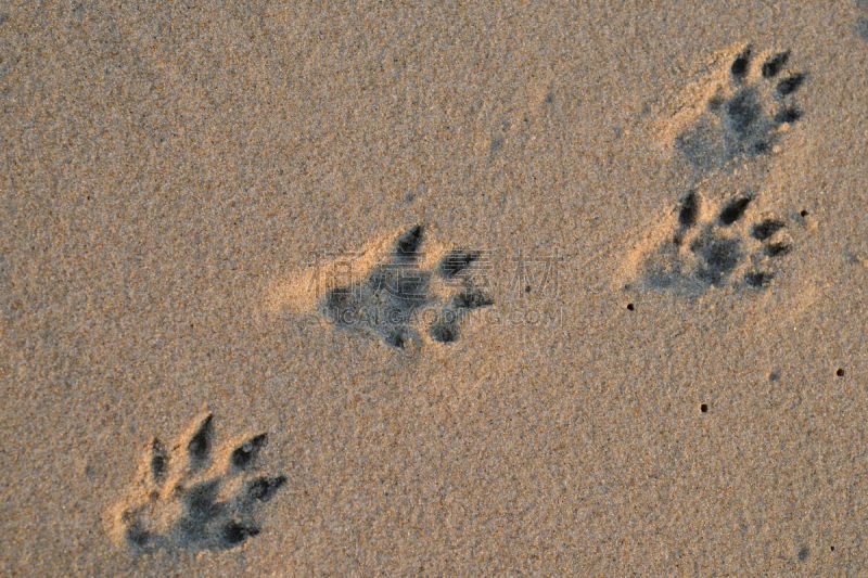 猫,瑞典,海滩,水平画幅,无人,厄勒海峡地区,西姆利斯港市,户外,波罗的海,摄影