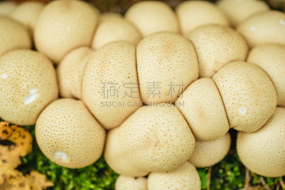 白色,马勃菇,清新,森林,秋天,有机食品,自然,夏天,户外,野生动物