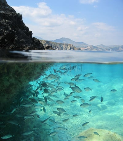 水下,海滩,法国,岩石,鱼群,垂直画幅,在下面,水,无人,海鲷