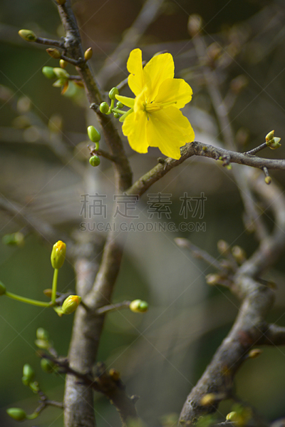 春天,越南,清新,彩色背景,自然美,植物,夏天,户外,草地,黄色背景