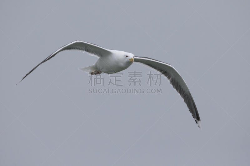 巨型黑背海鸥,鱼类,野生动物,水平画幅,鸟类,户外,德国北海地区,活物钓鱼,荷兰,2018