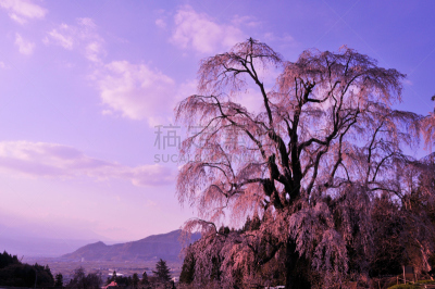 樱桃树,自然,水平画幅,樱花,长野县,无人,日本,户外,看风景,春天