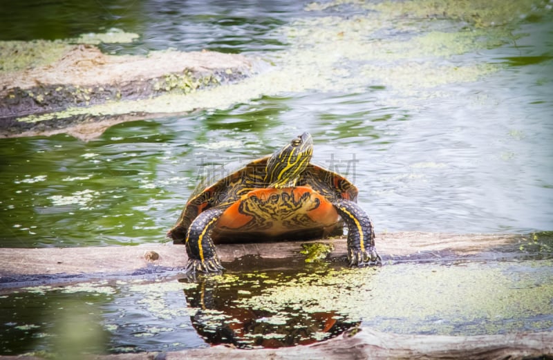 western painted turtle,大不列颠哥伦比亚,圆木,自然,水,海龟,野生动物,水平画幅,无人,加拿大