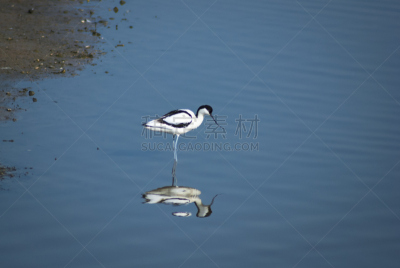 反嘴鹬,留白,水平画幅,无人,鸟类,巨大的,英格兰,泻湖,一只动物,水禽