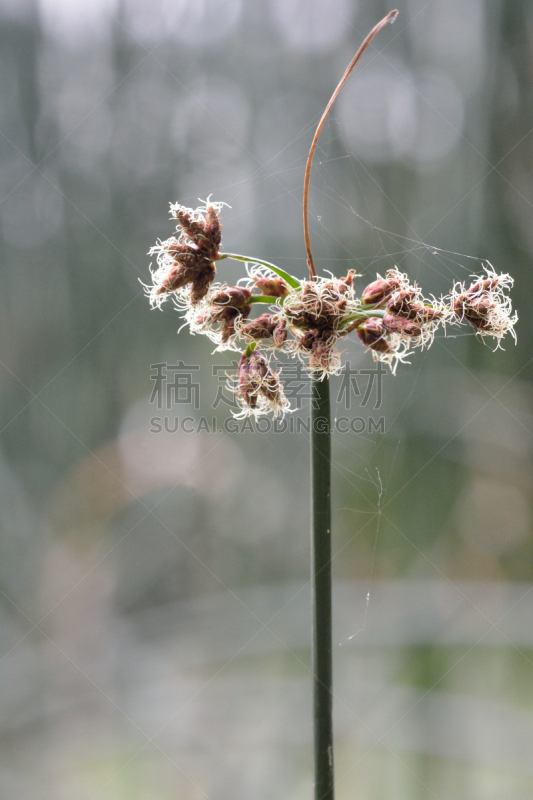 鹭管鱼,灯心草,莎草,垂直画幅,水,无人,欧洲,户外,湖,仅一朵花