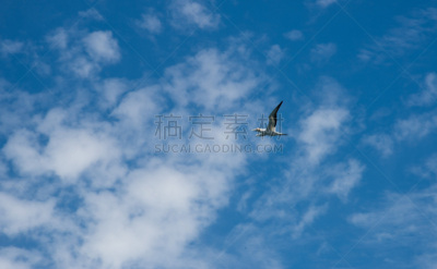 鲣鸟,新西兰,怀唐伊,动物主题,野生动物,云,翅膀,一只动物,bay of islands,自然美