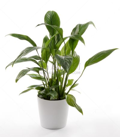peace lily,室内植物,佛焰苞,垂直画幅,绿色,无人,房屋,华丽的,室内,植物