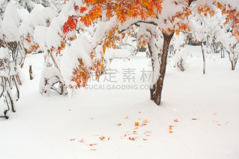 秋天,粉末状雪,水平画幅,雪,无人,葡萄树枫木,户外,北海道,镜头眩光,红色