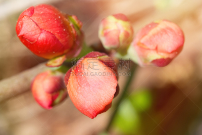 温柏,特写,花蕾,粉色,皱皮木瓜,伦敦塔,瑞属拉普兰,美,水平画幅,无人