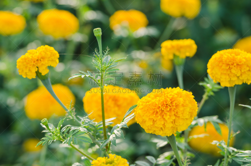 万寿菊,非洲万寿菊,仅一朵花,水平画幅,无人,印度教,印度,植物,佛教,亚洲