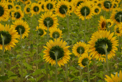 水平画幅,绿色,无人,趋光性,夏天,太阳,common sunflower,向日葵籽,维生素a,植物