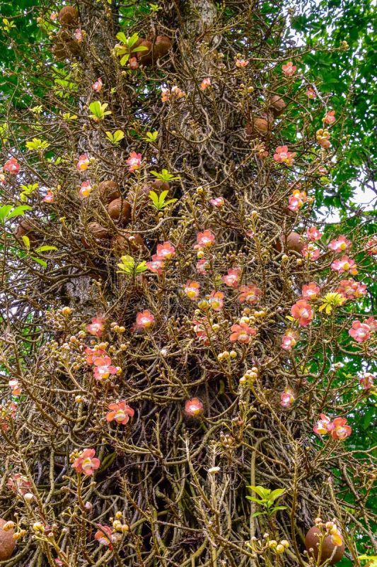 Kanonenkugelbaum mit schöner Blüte an dem Stamm