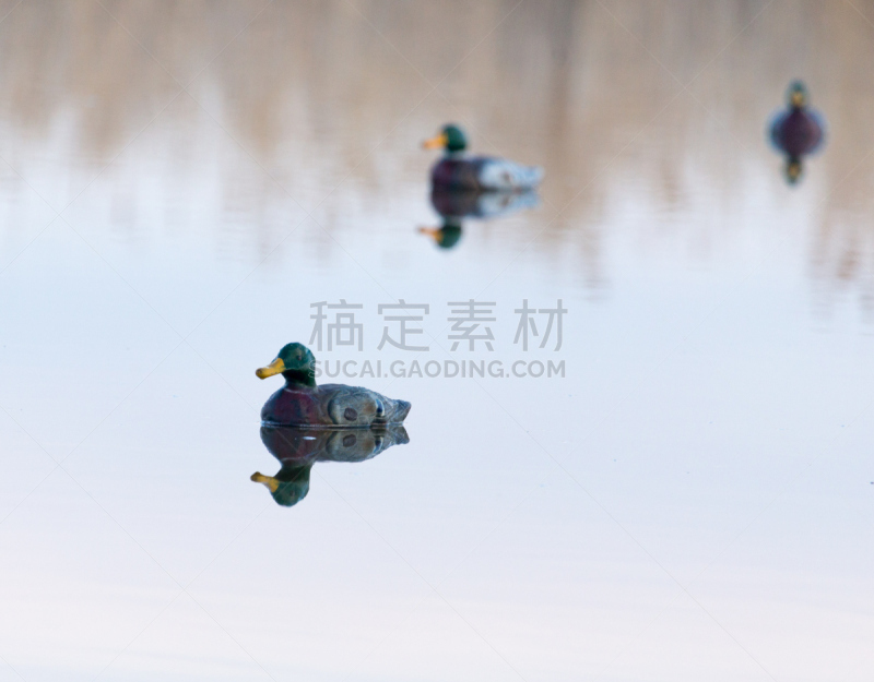 鸭子,湖,哈萨克斯坦,人,野生动物,户外音乐艺术节,坚果长面包,一个人,女性,黄昏