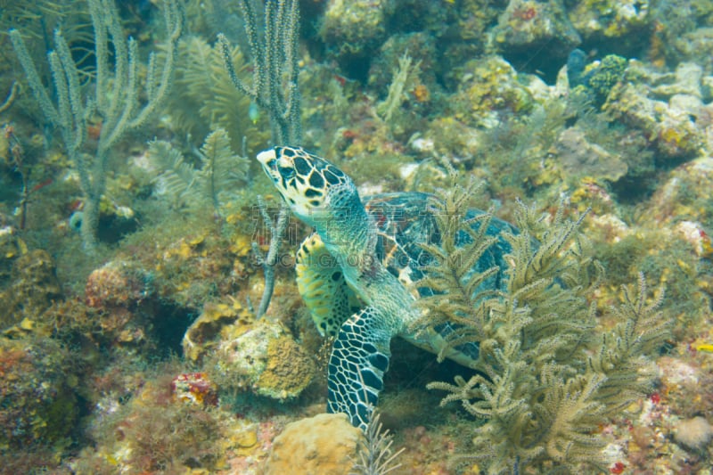 绿蠵龟,礁石,加勒比海,南美,哥伦比亚,海龟,水平画幅,水肺潜水,野外动物