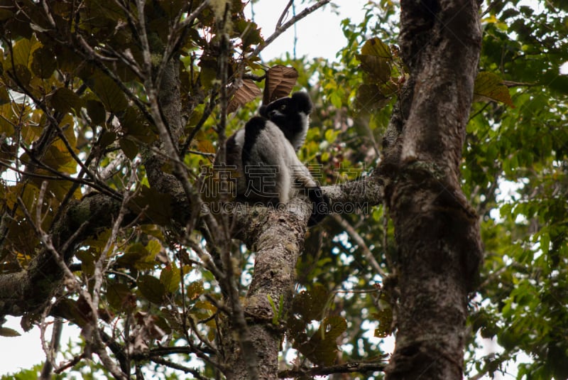 狐猴,马达加斯加大狐猴,自然,野生动物,水平画幅,非洲,拿着,野外动物,户外,马达加斯加