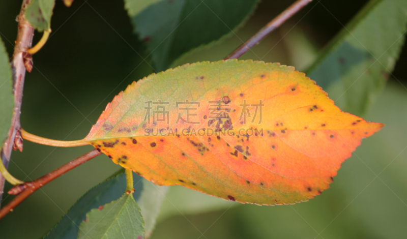 子囊菌,樱桃,真菌,接力赛,叶斑病,症状,害虫,图像,病原