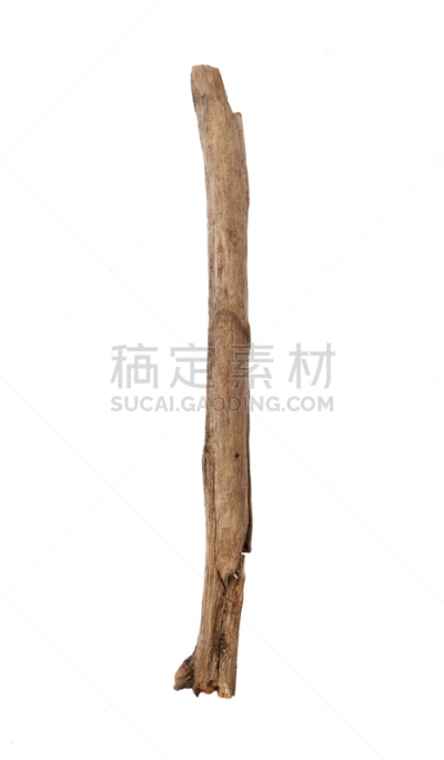 枝,自然,垂直画幅,褐色,无人,嫩枝,白色背景,背景分离,特写,坏掉的