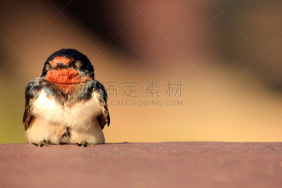褐色,鸟类,桌子,小的,美,复活节,水平画幅,泰国,疲劳的,北美歌雀