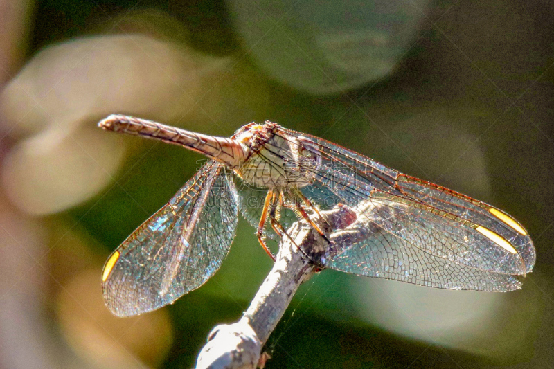 蜻蜓,自然美,水平画幅,夏天,户外,生物学,草,特写,lacewing,人的眼睛