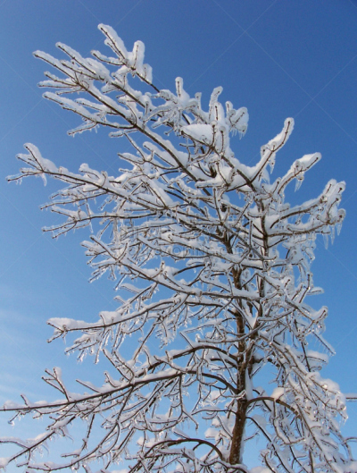 雪,垂直画幅,天空,暴风雨,美人,冰冻时间,户外,云景,冰晶,彩色图片