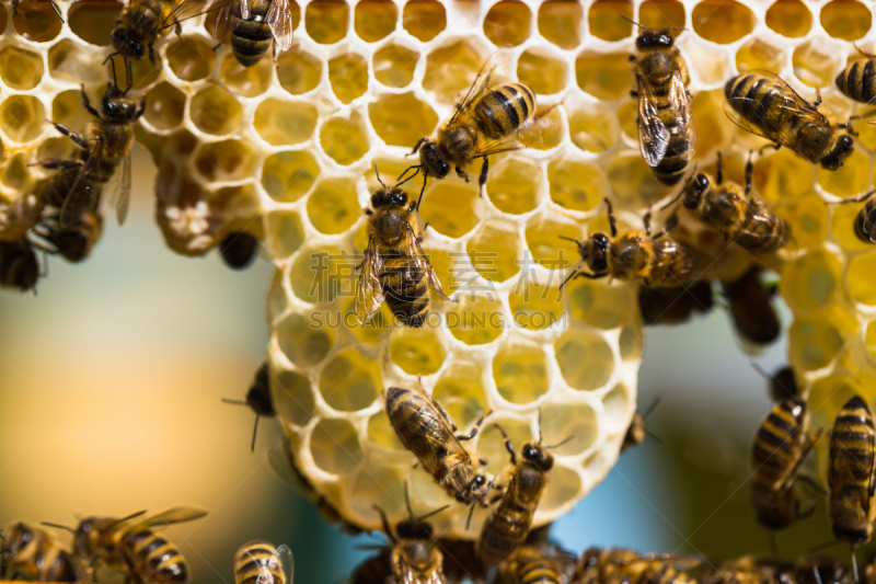 蜜蜂,蜂蜜,蜂王,蜂箱,beekeeper,蜂蜡,水平画幅,形状,忙碌