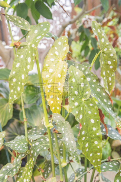 芋头,自然,垂直画幅,拍摄场景,纹理效果,绿色,枝繁叶茂,无人,植物园,工厂