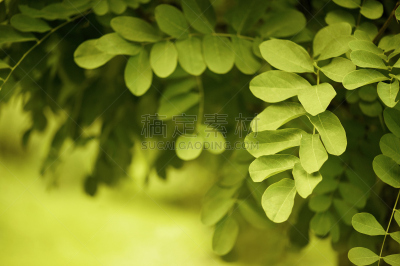 自然,背景,黄绿色,美,留白,水平画幅,夏天,单色调,前景聚焦,俄罗斯