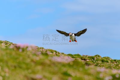角嘴海雀,自然,水,悬崖,水平画幅,小的,可爱的,蓝色,鸟类,户外