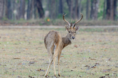 Brow-Antlered Deer,机敏,褐色,水平画幅,动物身体部位,野外动物,户外,草,单色调,观看