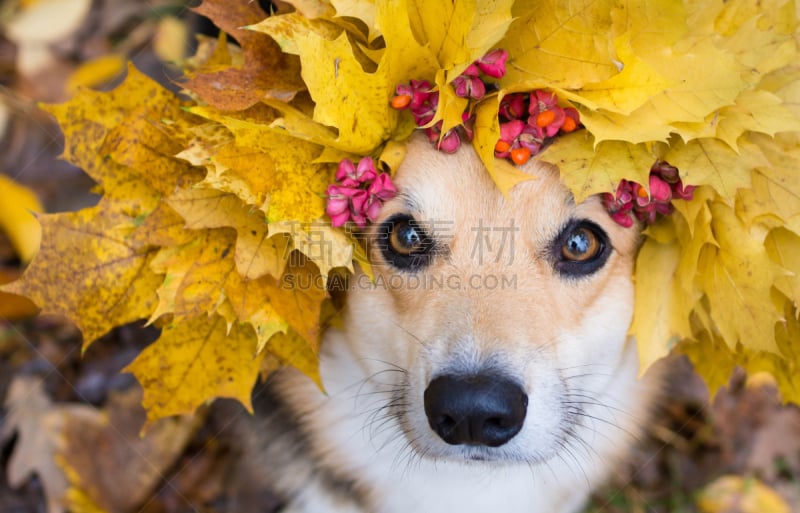 纯种犬,狗,秋天,叶子,威尔士柯基犬,花环,森林,威尔士,彭布罗克郡,步行