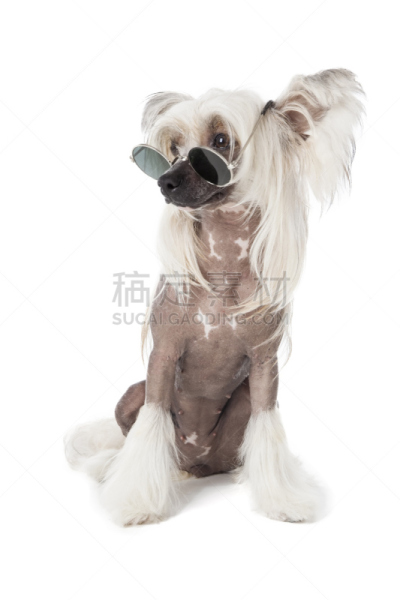 中国冠毛犬,眼镜,垂直画幅,褐色,纯种犬,可爱的,智慧,面部表情,肖像,背景分离