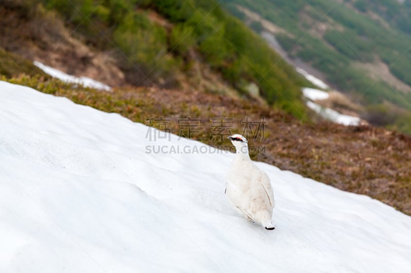 雪,鸟类,山,白尾雷鸟,哈丁冰原,exit glacier,科耐峡湾国家公园,肯奈半岛,褐色,国家公园