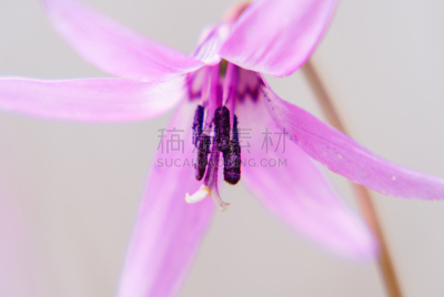 habitat of Dogtooth violet ( japanese name “Katakuri” )