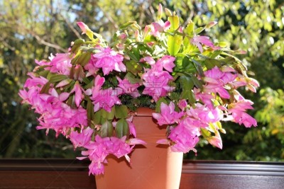 粉色,窗户,窗台,水平画幅,无人,色彩鲜艳,饰品花,红色,rhipsalis cactus,雏菊族