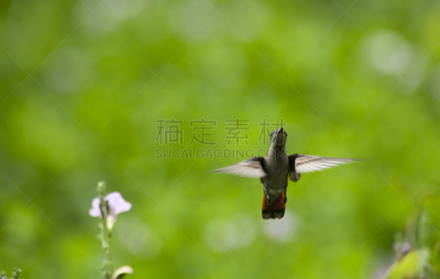 半空中,格鲁曼e-2c,紫铜色尾蜂鸟,多巴哥岛,蜂鸟,自然,热带鸟,野生动物,水平画幅,绿色