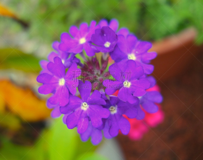 防臭木,巴西马鞭草属植物,自然,水平画幅,无人,花坛,特写,仅一朵花,摄影