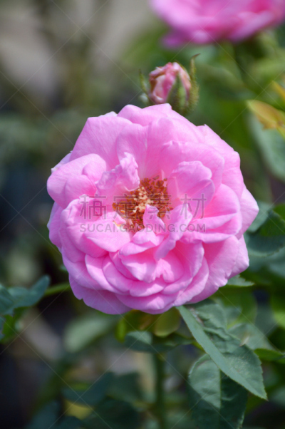 大马士革玫瑰,粉色,自然,垂直画幅,无人,玫瑰,户外,自然美,花坛,清新