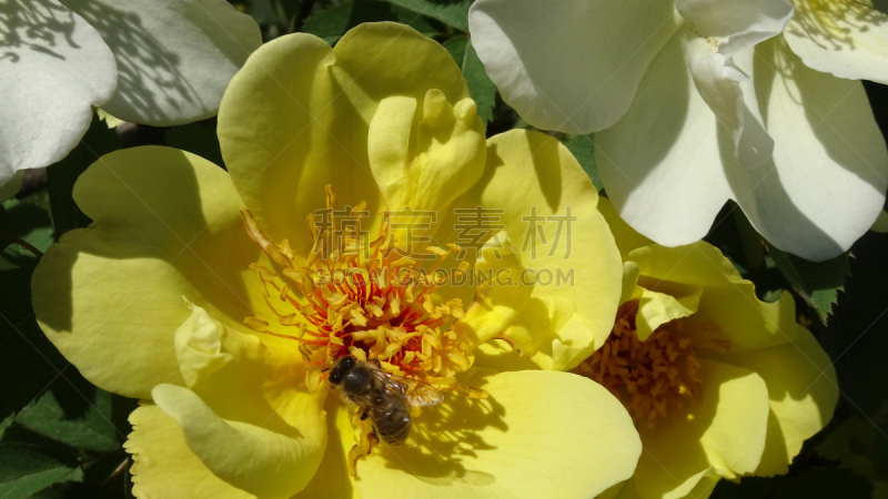 温带的花,兰花,水平画幅,睡莲,无人,花展,阿斯塔纳市,户外,泰国,蕨麻