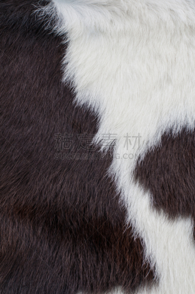 牛皮,弗里斯兰奶牛,垂直画幅,风化的,动物身体部位,特写,白色,毛绒绒,牛,平滑的