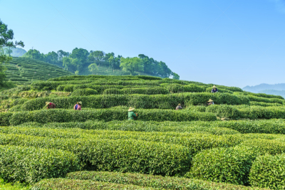 杭州,西湖,日本茶道公园,大吉岭,种植园,锡金,茶树,茶,美,半身像