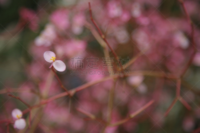 兰花,2008,美,水平画幅,枝繁叶茂,植物,彩色图片,植物学,大特写