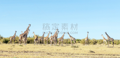 肯尼亚,长颈鹿,世界遗产,哺乳纲,草,动物,植物,马赛长颈鹿,户外,南