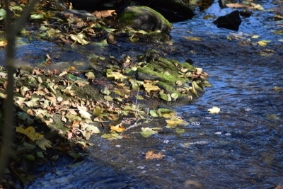 河流,秋天,艾费尔高原,过去,自然美,石头,岩石,户外,自然,古老的