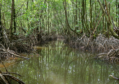 红树林,泰国,河流,红树,水,枝繁叶茂,夏天,光,戏剧性的景观,热带灌木