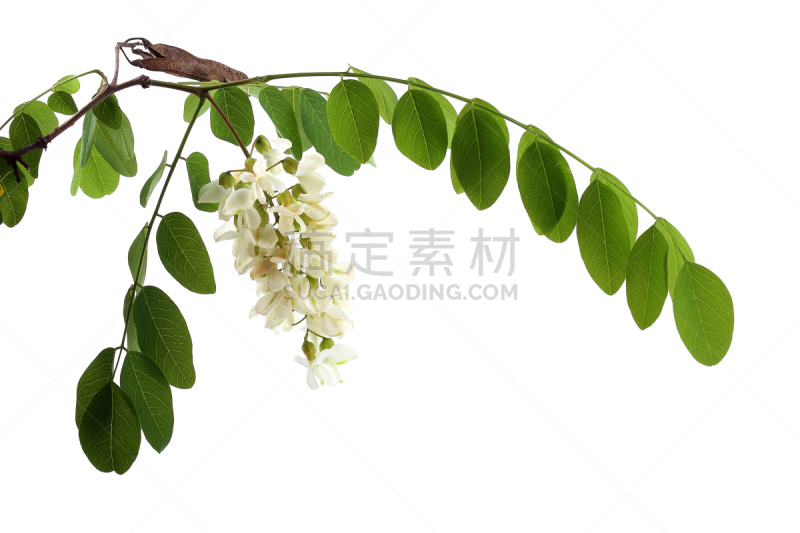 洋槐,白色,枝,蝗虫,分离着色,黑色,金合欢树,自然,美,水平画幅